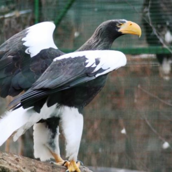 GARTAL má pod svými křídly orla východního